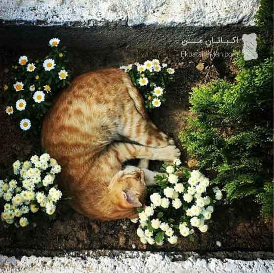 گربه های اکباتان